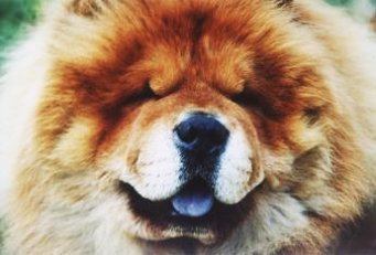 Chow Chow