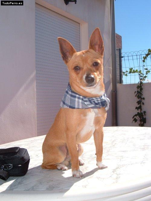 Foto del perro Badall