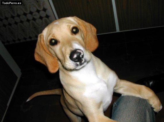 Foto del perro Buda