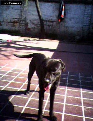 Foto del perro Blacky