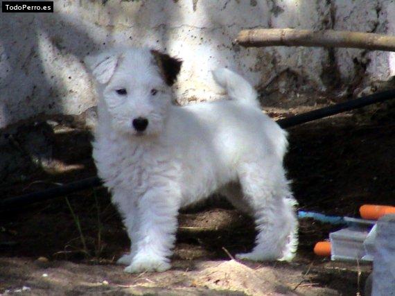 Foto del perro Pipa