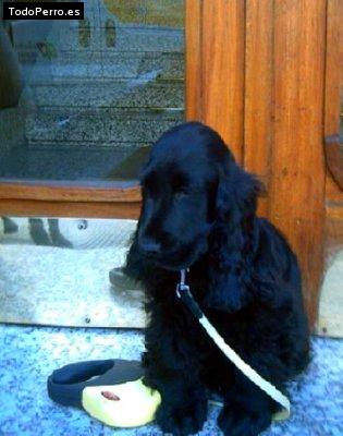 Foto del perro Ikatz