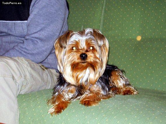 Foto del perro Charly