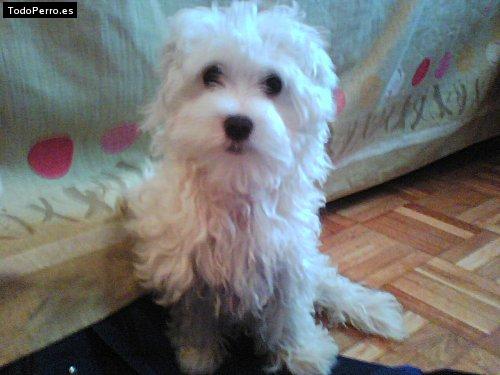 Foto del perro Chispa