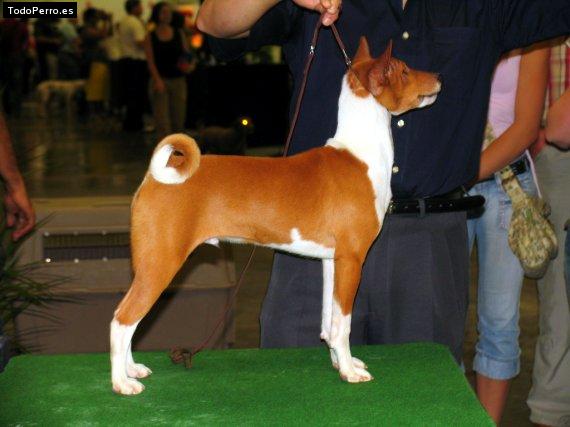 Foto del perro Arai  de  canorama