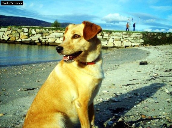 Foto del perro Tanga