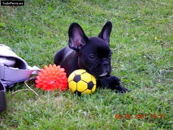 Foto del perro Choupi