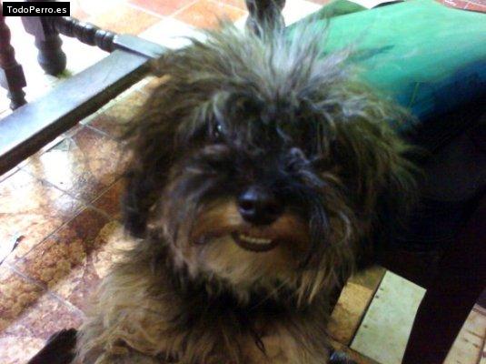 Foto del perro Nicky