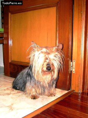 Foto del perro Becan