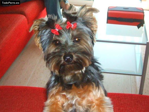 Foto del perro Tomi