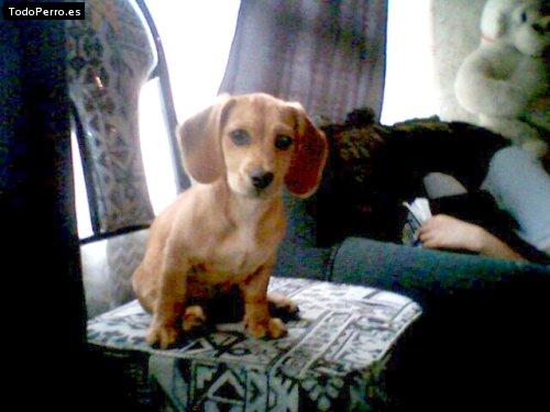 Foto del perro Bonbom
