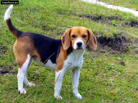 Foto del perro Bigotes
