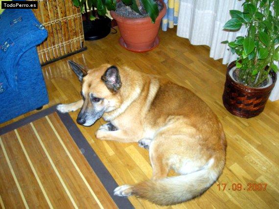 Foto del perro Negu