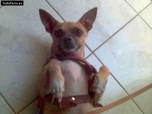 Foto del perro Brandon