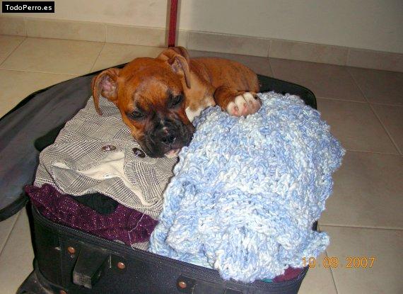 Foto del perro Sofia