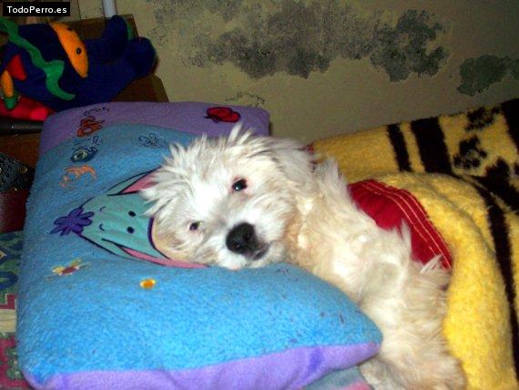 Foto del perro Burbujita