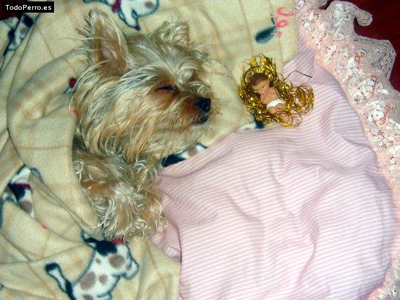 Foto del perro Tani
