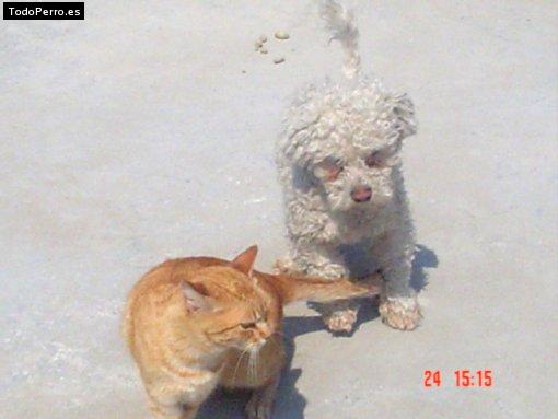 Foto del perro Sanson