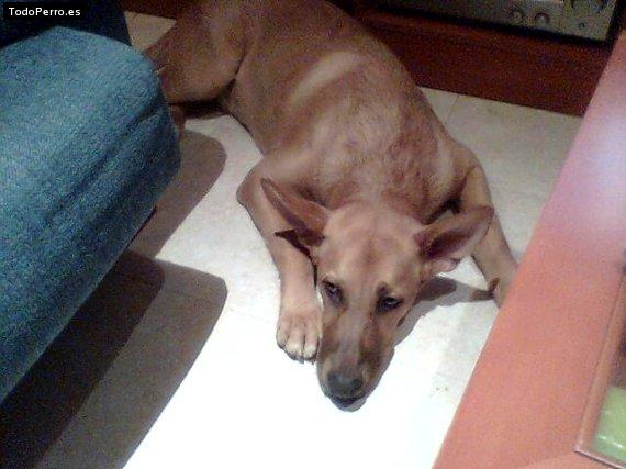 Foto del perro Troy
