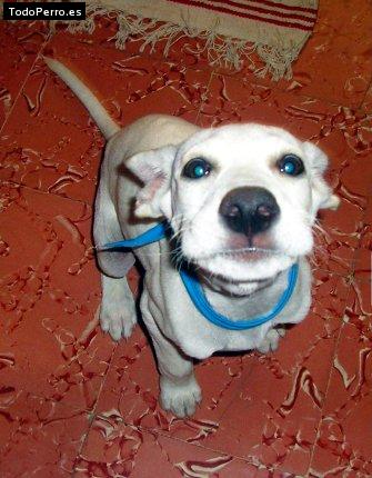 Foto del perro Che
