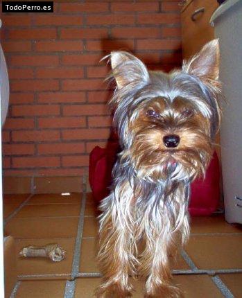 Foto del perro Tobi