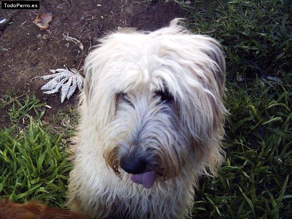 Foto del perro Scooby doo