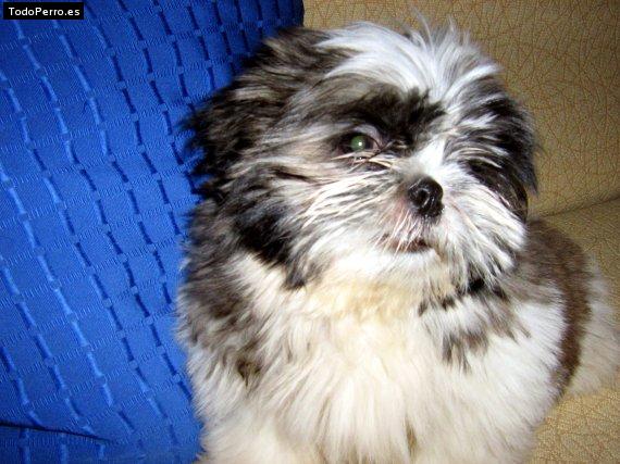 Foto del perro Troy