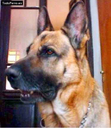 Foto del perro Shadow