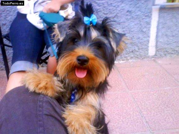 Foto del perro Ronny
