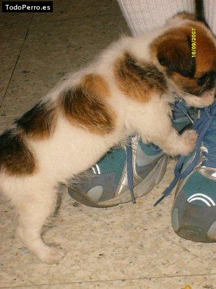 Foto del perro Balu