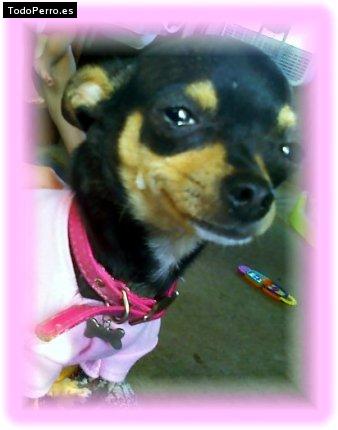 Foto del perro Chihuahua