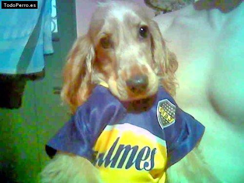 Foto del perro Sol