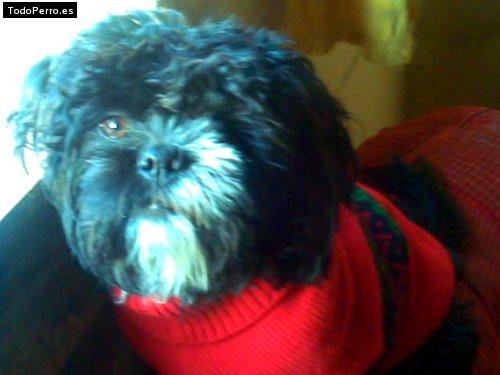 Foto del perro Jimci