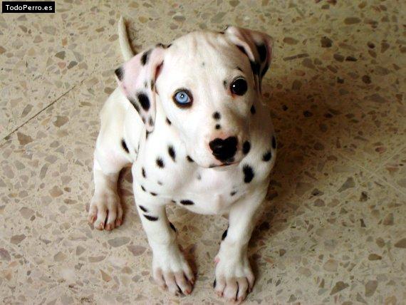Foto del perro Cruela