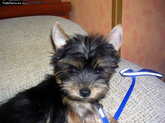 Foto del perro Ronni
