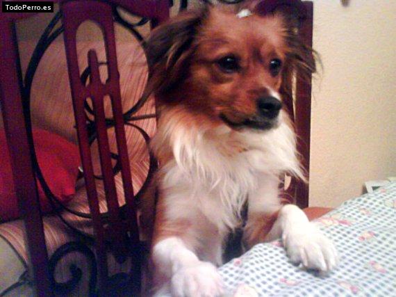 Foto del perro Toto