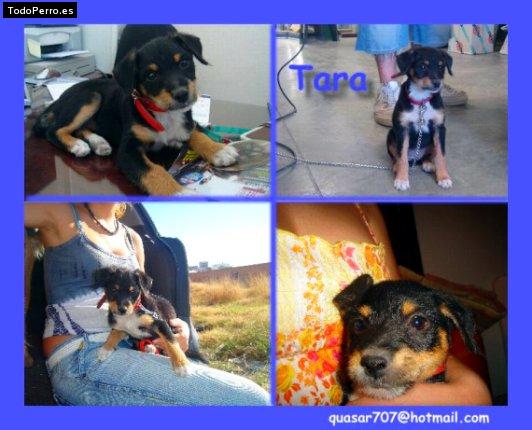 Foto del perro Tara