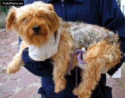 Foto del perro Cuchi