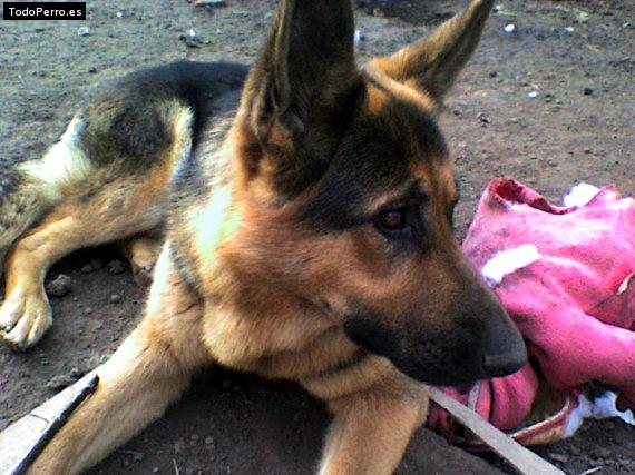 Foto del perro Sarami
