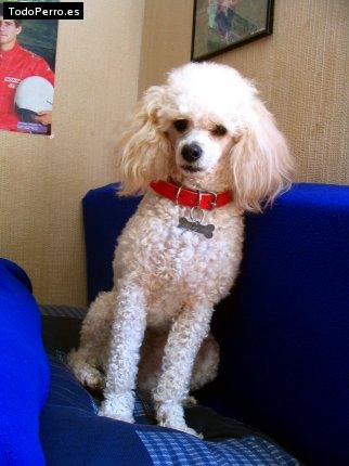 La foto del perro Joysee Foto del perro Joysee