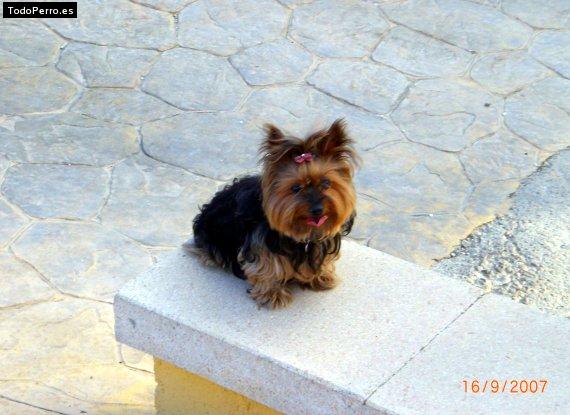Foto del perro Silvi