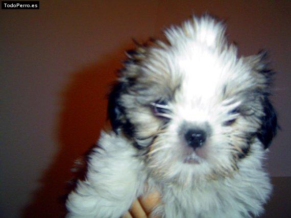 Foto del perro Bony