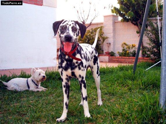 Foto del perro Alma