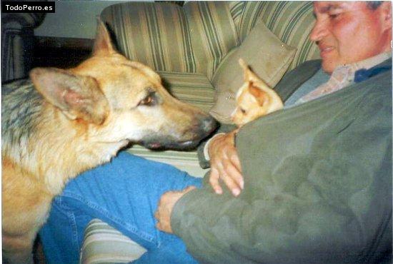 Foto del perro Black y enky