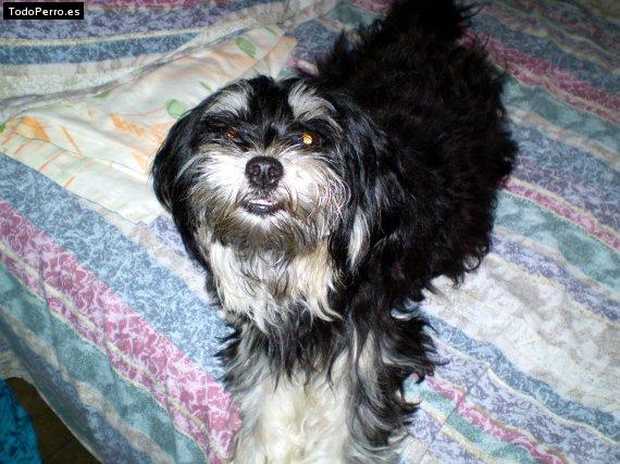Foto del perro Bony torres