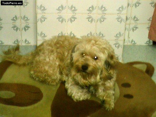 Foto del perro Coqui