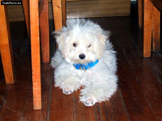 Foto del perro Tomi
