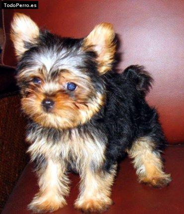 Foto del perro Benji