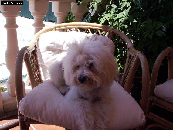 Foto del perro Noa