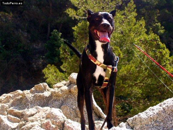 Foto del perro Jazz